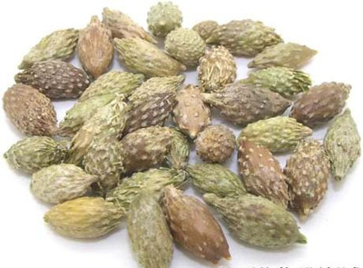 苍耳子有什么副作用 日常使用有哪些需要注意