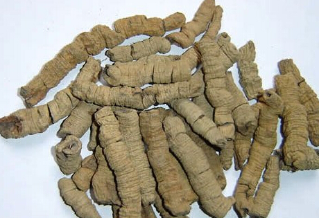 巴戟天的功效和药理作用 服用巴戟天有哪些副作用
