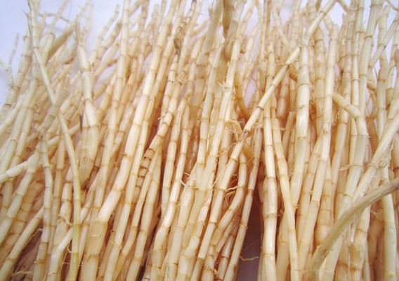【白茅根】白茅根的功效与作用_白茅根图片_白茅根的副作用 - 宝芝林