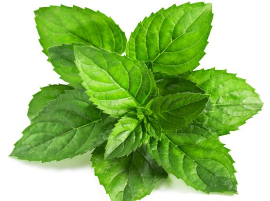 中医告诉你薄荷功效全攻略 薄荷的吃法有哪些