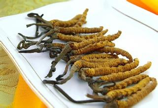 哪里的冬虫夏草好 慧眼识别冬虫夏草