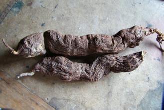 何首乌的食用方法 何首乌的功效有哪些