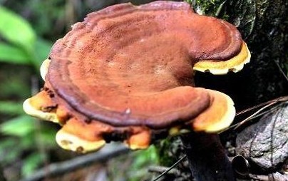 灵芝药酒配方大全 赶快动手试试吧