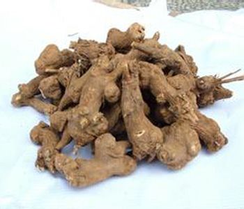 炒白术功效与作用 炒白术与白术的区别