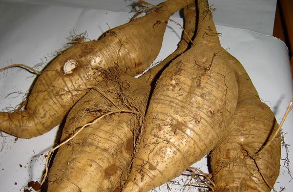 葛根的作用,对心血管的作用