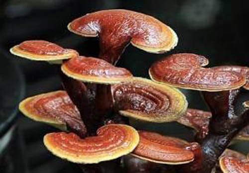 灵芝的功效与作用有哪些 灵芝怎么吃