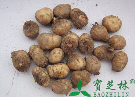 制半夏的功效与作用