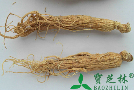 野山参的功效与作用