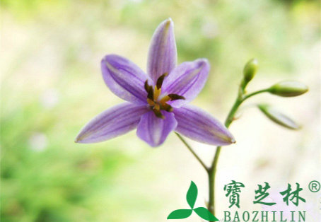 金线吊葫芦的功效与作用
