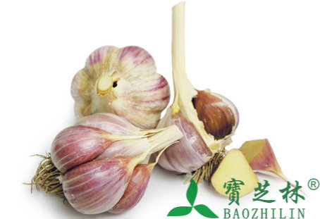 大蒜头的功效与作用