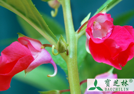凤仙花能治灰指甲吗