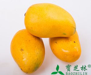 芒果的功效与作用_营养价值