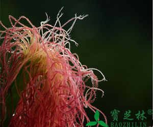 玉米须的功效与作用_副作用