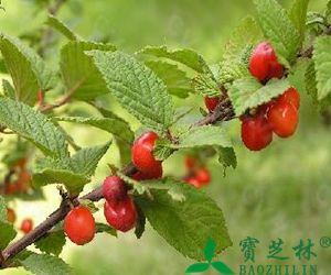 毛樱桃的营养价值
