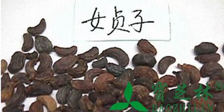 女贞子的功效与副作用 女贞子的食用方法