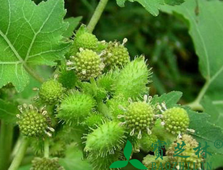 中草药苍耳子功效有哪些 盘点苍耳子的功效和作用
