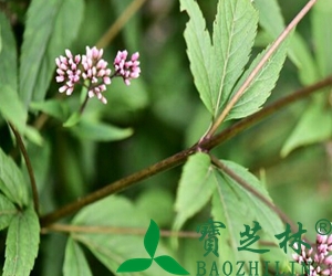 佩兰叶的功效与作用