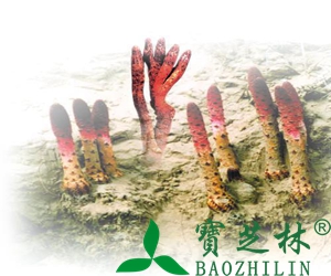 新鲜锁阳怎么吃 新鲜锁阳吃法技巧