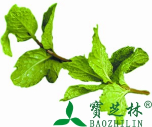 新鲜的薄荷叶怎么吃 新鲜的薄荷叶吃法