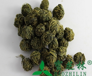 绞股蓝怎么泡水喝 绞股蓝泡水喝的禁忌