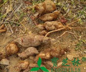 赤何首乌的功效与作用