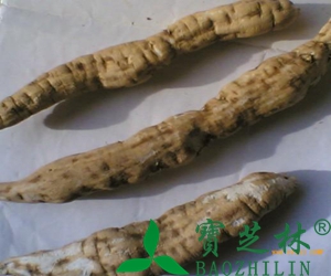 白何首乌的功效与作用