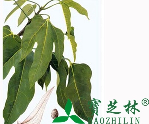 胖大海的功效和作用 胖大海图片