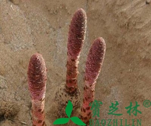 什么是锁阳 锁阳的功效与作用
