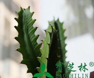龙骨的功效与作用和药用价值
