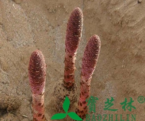 新鲜锁阳怎么吃 干锁阳怎么吃
