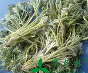 藏茵陈的功效与作用