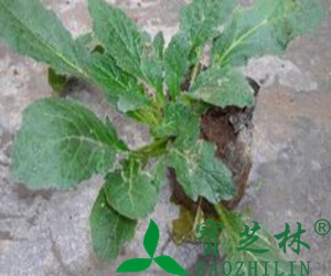 白毛夏枯草的功效和作用