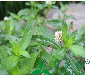 空心莲子草(水花生)的功效与作用