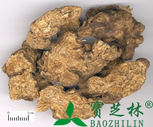 苍术图片 苍术的功效与作用