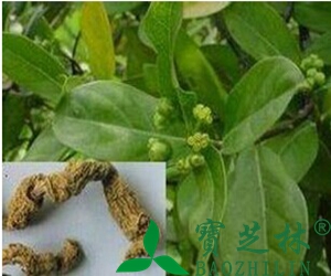 巴戟天的功效和作用