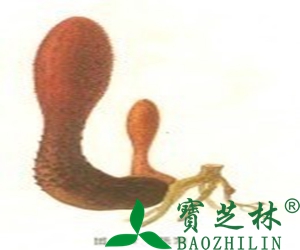 锁阳图片 锁阳的功效与作用