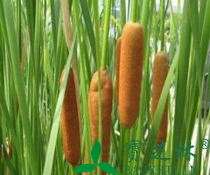 生蒲黄的功效与作用及食用方法