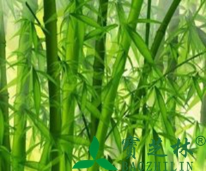 竹叶煮水的功效与作用
