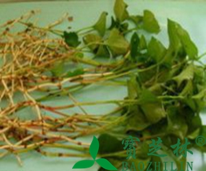 新鲜鱼腥草吃法方法