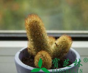 仙人掌花朵的药用价值