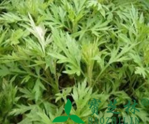 艾叶有何功效 桑葚的功效和作用