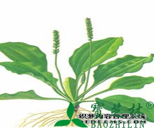 车前子的功效作用和药用价值