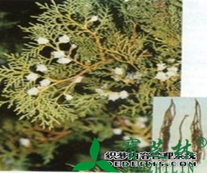 侧柏叶的功效与作用有哪些