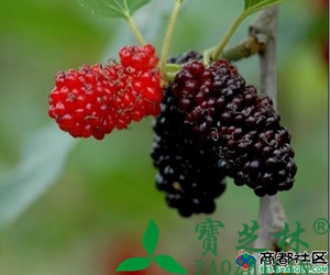 女贞子的功效作用与药用价值