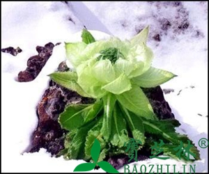 天山雪莲的功效与作用 吃天山雪莲的好处