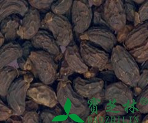 女贞子是什么 女贞子的功效与作用