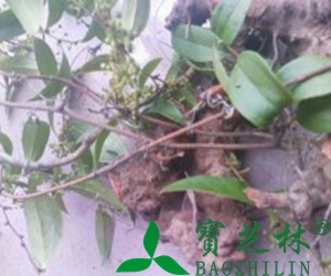 土茯苓的功效与作用 吃土茯苓的好处
