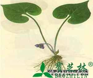 细辛的功效与作用有哪些