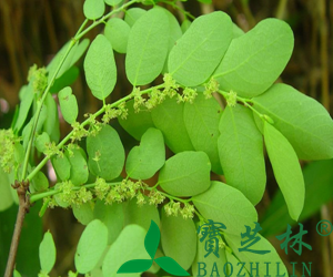 珍珠草的功效与作用 珍珠草的食用方法