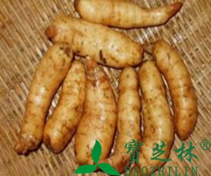 鲜野生天麻怎么吃